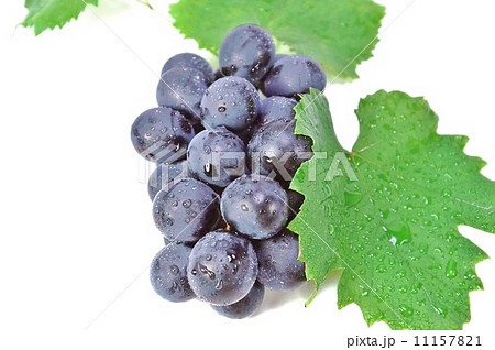 秋の味覚・葡萄「巨峰」の葉と果粉の多い果実水滴あり・上と右に葉横位置 11157821