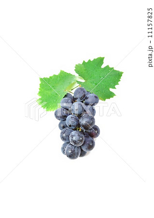 秋の味覚・葡萄「巨峰」の葉と果粉の多い果実水滴あり・上部に葉2枚と実1房縦位置 11157825