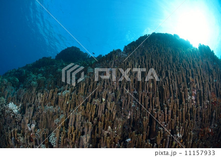 名護市辺野古・大浦湾　アオサンゴ 11157933