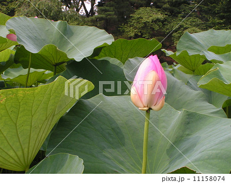千葉公園のオオガハスの蕾 11158074