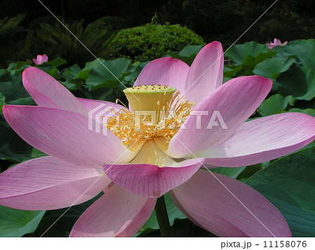 千葉公園のオオガハスの桃色の花 千葉公園のオオガハスの桃色の花 11158076