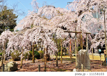 水戸市桜紀行 11158103