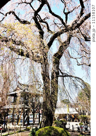 茨城県桜紀行 茨城県桜紀行 11158107