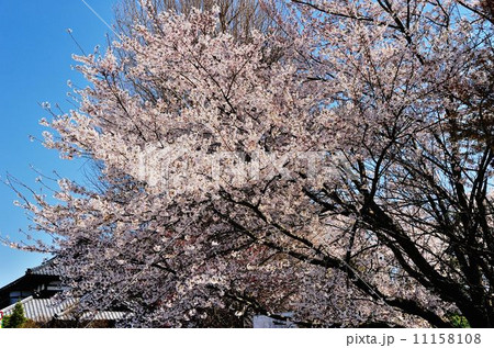 茨城県桜紀行 茨城県桜紀行 11158108