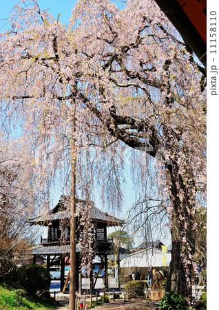 茨城県桜紀行 茨城県桜紀行 11158110