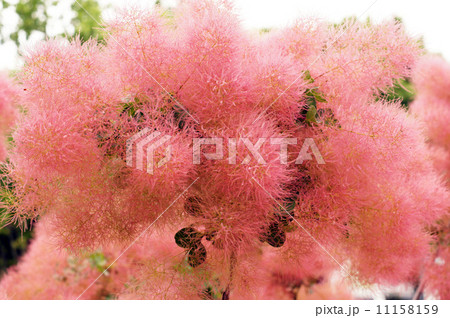 スモークツリー 11158159