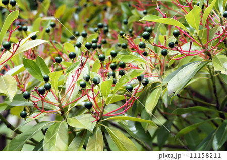 タブノキの実 タブノキの実 11158211