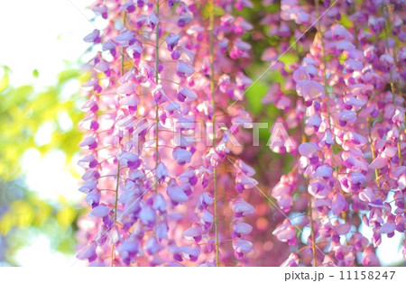 藤の花 Purple Wisteria 藤の花 Purple Wisteria 11158247