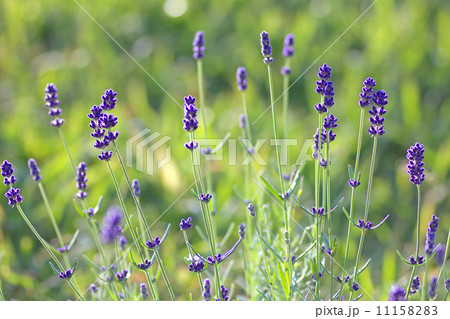 ラベンダー。 11158283