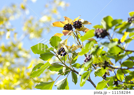 カクレミノ。 11158284