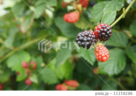 ラズベリー 11158286