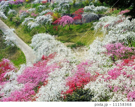 上中の枝垂れ桃 上中の枝垂れ桃 11158368