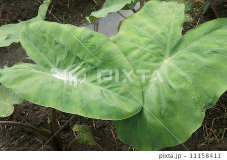 里芋の葉 里芋の葉 11158411