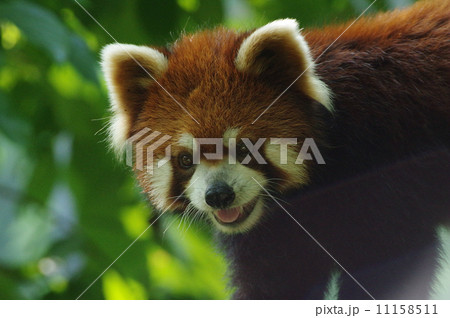 レッサーパンダ 11158511