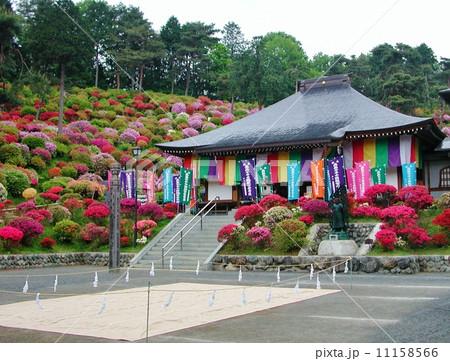 青梅市　塩船観音　ツツジまつり 11158566