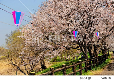 福岡堰桜紀行 11158610