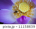 大賀ハスとミツバチ 11158639