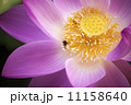 大賀ハスとミツバチ 11158640