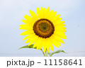 ひまわり 11158641