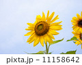 ひまわり 11158642