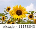 ひまわり 11158643