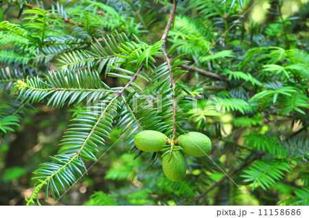 カヤの実 カヤの実 11158686