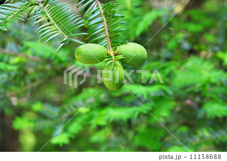 カヤの実 11158688