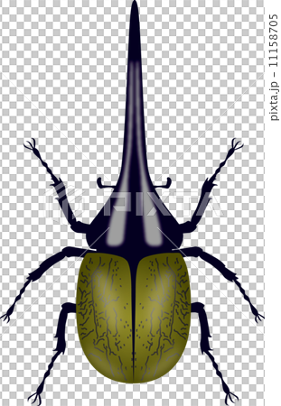 カブトムシ 11158705