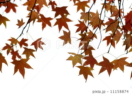 モミジバフウ。 11158874