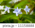 シチダンカ 11158888