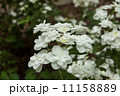富士の滝 11158889