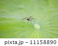 大賀ハスと水蜘蛛 11158890