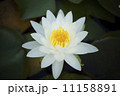 睡蓮 11158891