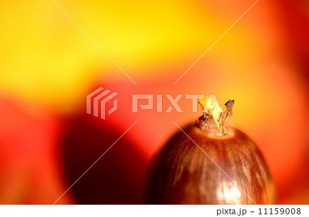 秋のイメージ 11159008