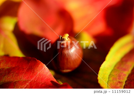 秋のイメージ 秋のイメージ 11159012