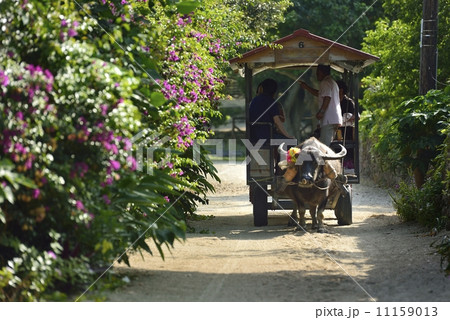 竹富島の水牛車 竹富島の水牛車 11159013