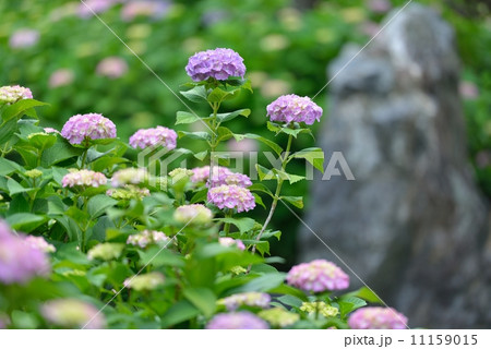 アジサイ 11159015