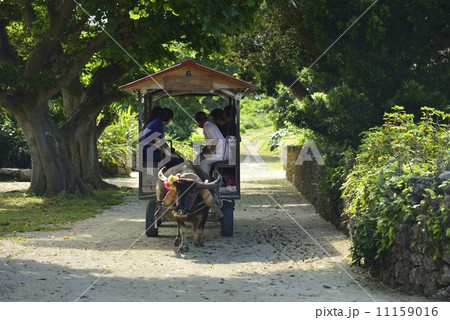 竹富島の水牛車 11159016