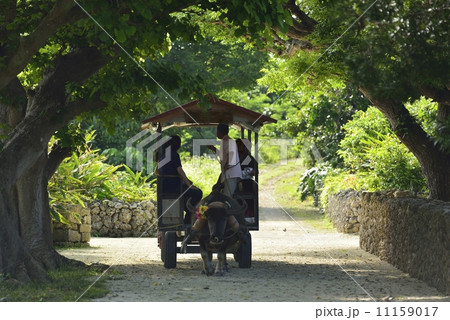 竹富島の水牛車 11159017