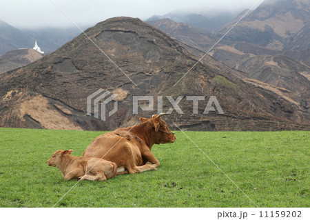阿蘇の親子牛 阿蘇の親子牛 11159202