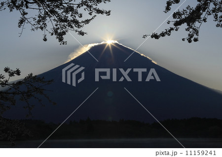 田貫湖の桜とダイヤモンド富士 田貫湖の桜とダイヤモンド富士 11159241