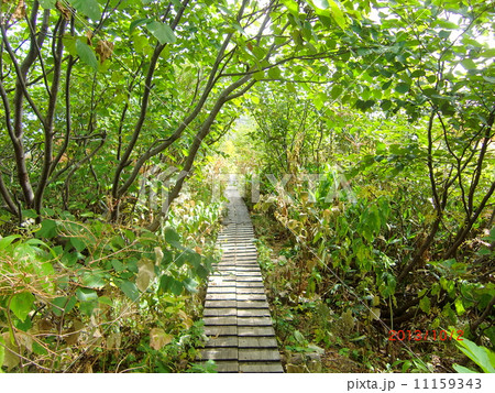 深緑のトンネル 11159343
