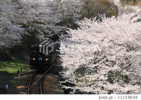 桜のトンネルを走るわたらせ渓谷鐵道 11159639