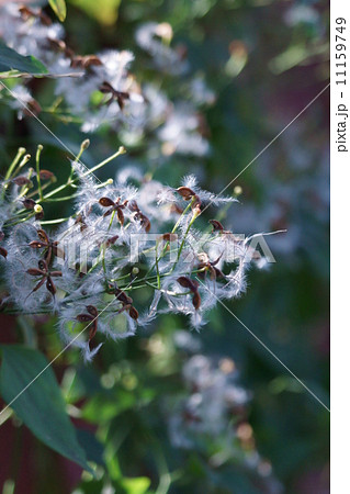 仙人草の実　これが仙人の髭です。 11159749