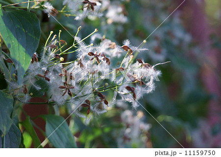 仙人草の実　これが仙人の髭です。 11159750