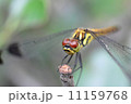 トンボ２ 11159768