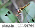 トンボ３ 11159769