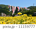 お花畑と鯉のぼり２ 11159777