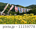 お花畑と鯉のぼり１ 11159778