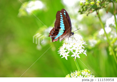 アオスジアゲハとニラの花 アオスジアゲハとニラの花 11159958